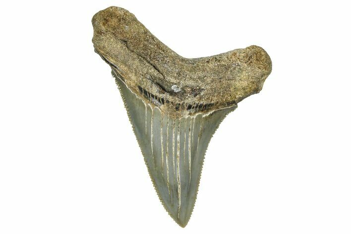 Serrated Angustidens Tooth - Megalodon Ancestor #370060